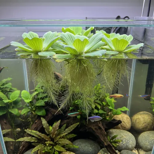 Rosetas de Alface d'Água Pistia stratiotes flutuando na superfície do aquário