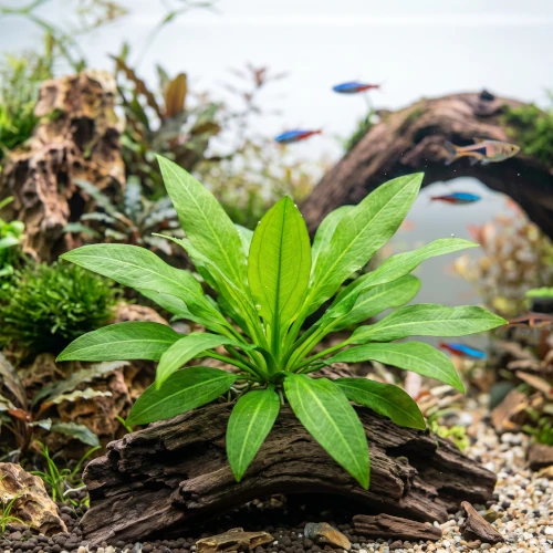 Amazonense (Espada Amazônica) em aquário plantado