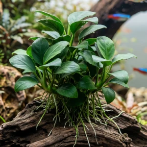 Anubias barteri var. nana fixada em um tronco de aquário de água doce