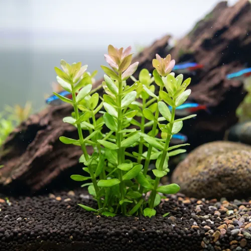 Hastes de Bacopa Caroliniana submersas em aquário de água doce