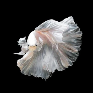 Betta