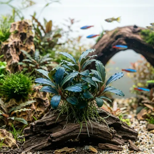 Bucephalandra Biblis Blue Sky fixada em rocha em aquário de água doce