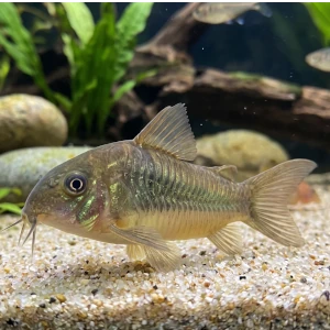 Coridora