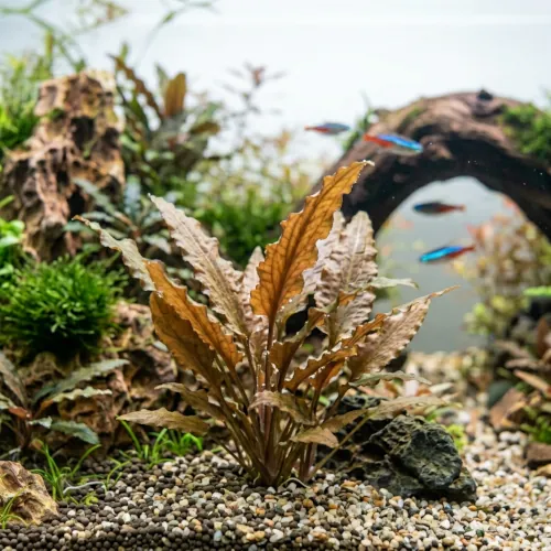 Muda de Cryptocoryne Wendtii plantada no meio do aquário de água doce