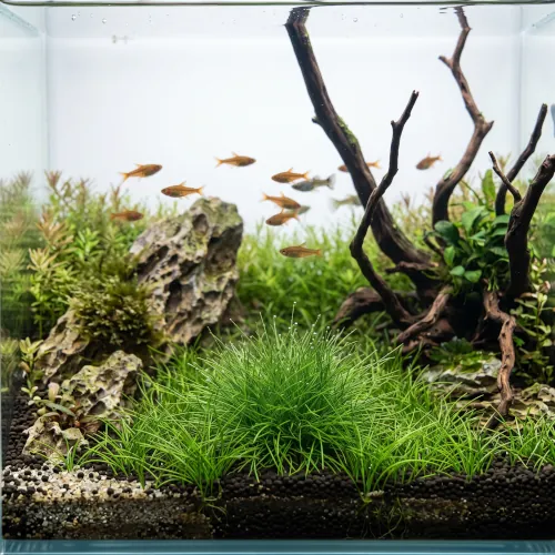 Carpete de Eleocharis Parvula formando gramado verde no aquário