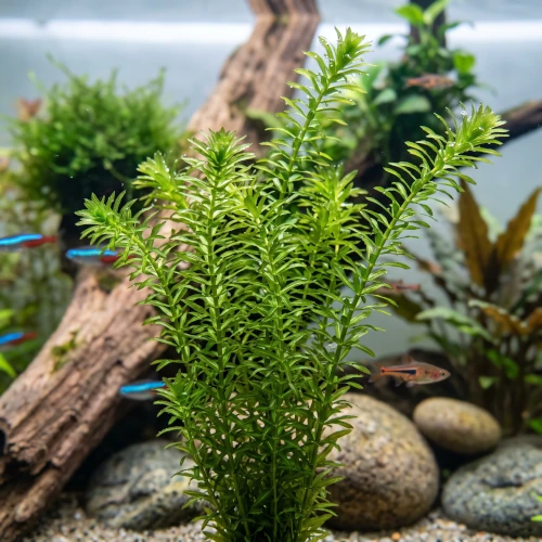 Hastes de Elódea (Egeria densa) submersas em aquário de água doce