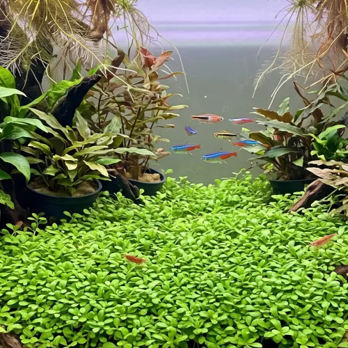 Carpete de Glossostigma elatinoides cobrindo o substrato fértil do aquário