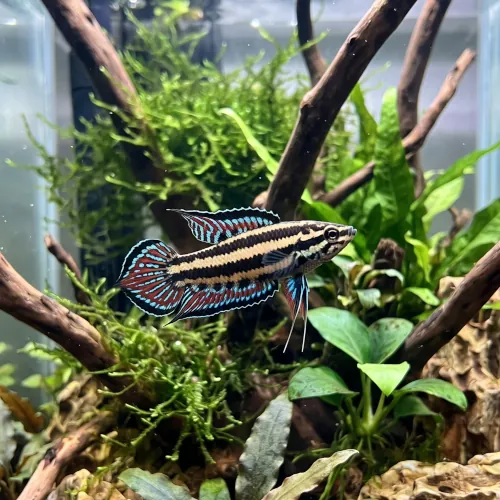 Gourami Licorice