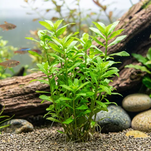 Moita de Higrófila Polysperma submersa em aquário de água doce