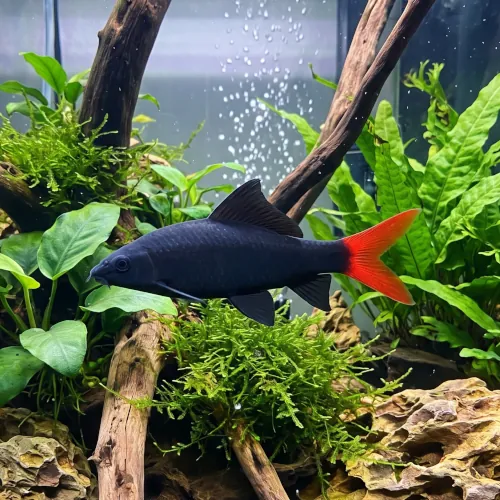 Labeo Bicolor