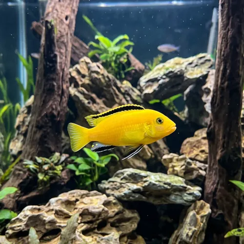 Labido Amarelo