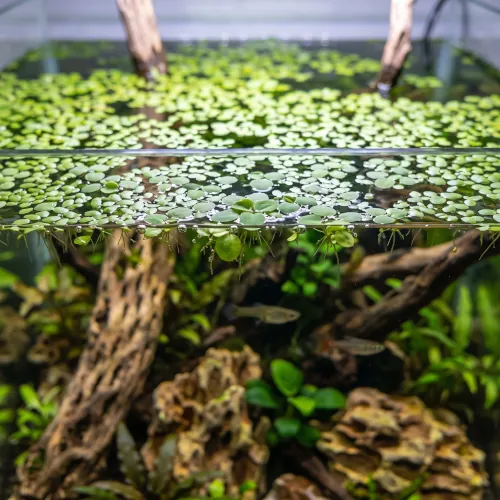 Tapete de Lentilha d'Água Lemna minor flutuando na superfície do aquário