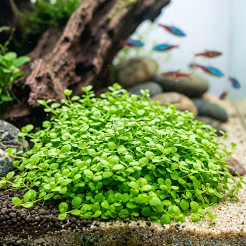 Carpete denso de Micranthemum tweediei Monte Carlo cobrindo o substrato do aquário