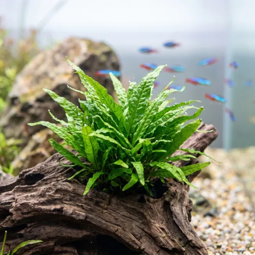 Microsorum pteropus Philippine fixada em tronco no aquário de água doce