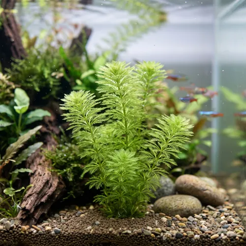 Hastes de Pinheirinho d'Água Myriophyllum aquaticum em aquário de água doce