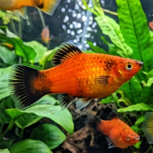 Platy