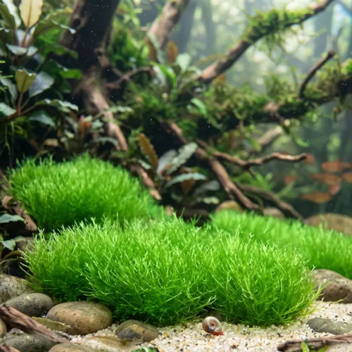 Massa de Riccia fluitans amarrada em rocha realizando pearling no aquário