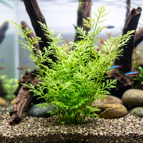 Moita de Samambaia d'Água (Ceratopteris thalictroides) submersa em aquário