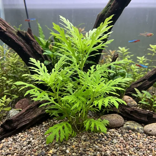 Moita de Sinemá Hygrophila difformis submersa em aquário de água doce
