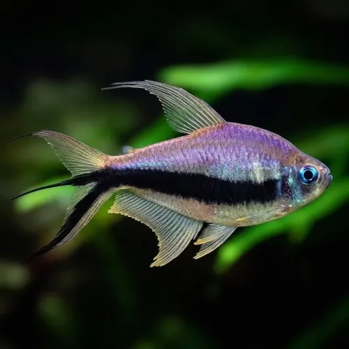 Tetra Imperador