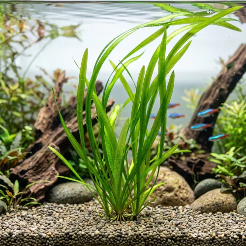 Touceira de Vallisneria com folhas longas em forma de fita no fundo do aquário
